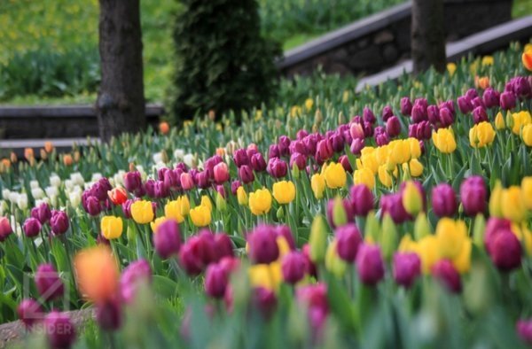 У Києві - сотні тисяч тюльпанів. ФОТО