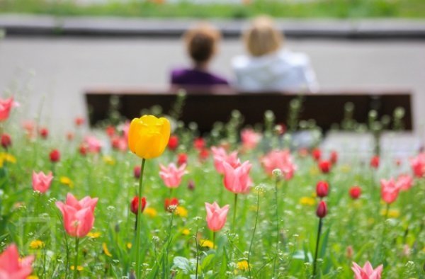 У Києві - сотні тисяч тюльпанів. ФОТО