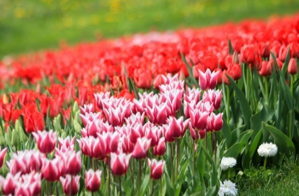 У Києві - сотні тисяч тюльпанів. ФОТО
