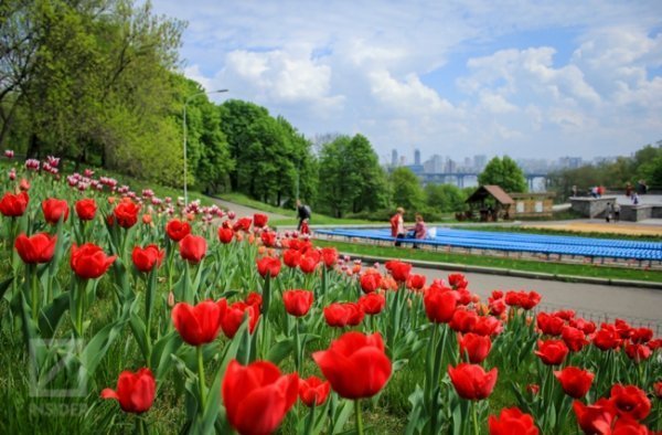 У Києві - сотні тисяч тюльпанів. ФОТО