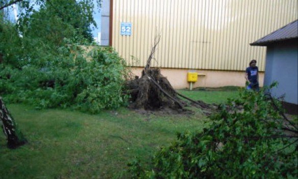 У Польщі буревій повиривав із корінням дерева