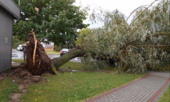 У Польщі буревій повиривав із корінням дерева