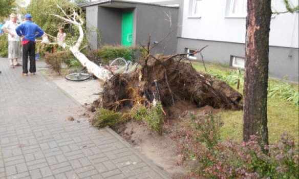 У Польщі буревій повиривав із корінням дерева