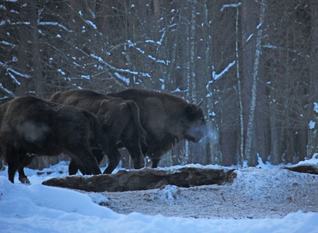 У нацпарку на Волині зафіксували два стада зубрів. ФОТО