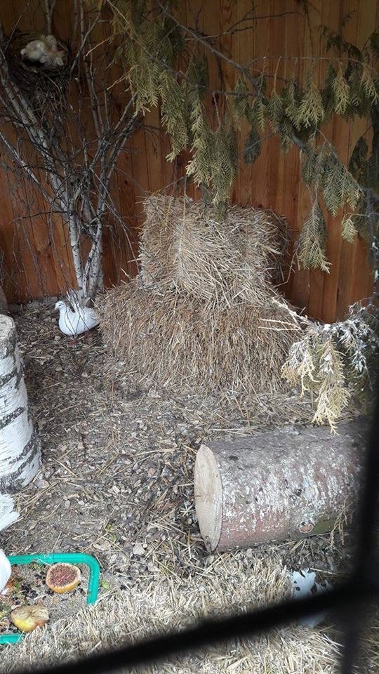 У Луцькому зоопарку організували  «Food Fest» для тварин. ФОТО