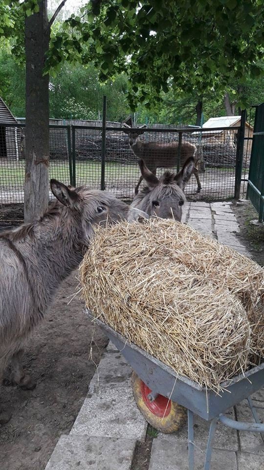 У Луцькому зоопарку організували  «Food Fest» для тварин. ФОТО