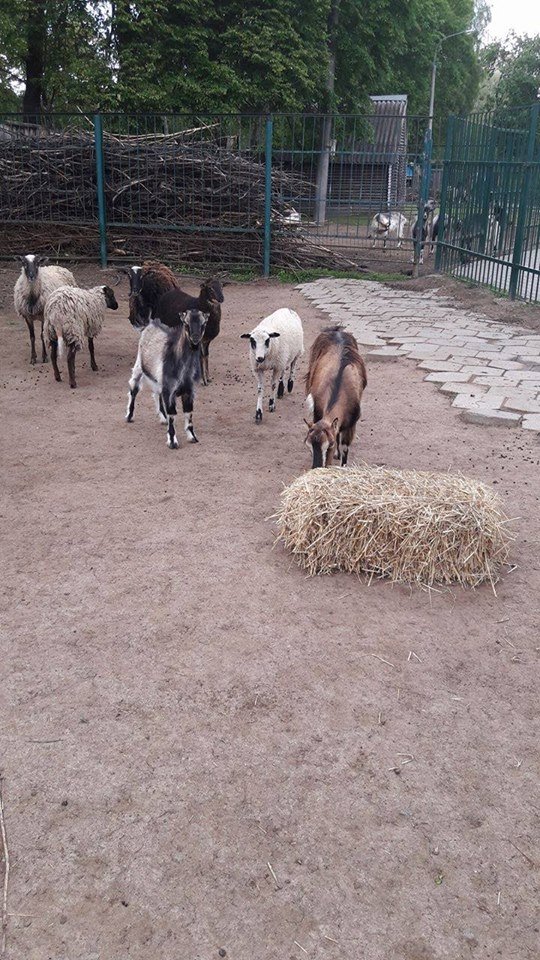 У Луцькому зоопарку організували  «Food Fest» для тварин. ФОТО