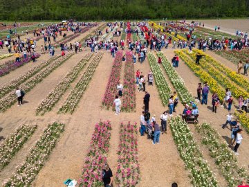 «Волинську Голландію» показали з висоти пташиного польоту. ВІДЕО