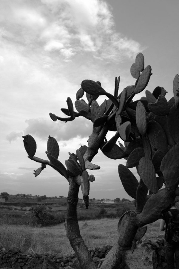 Фотовиставка Анни Лучії Лобос