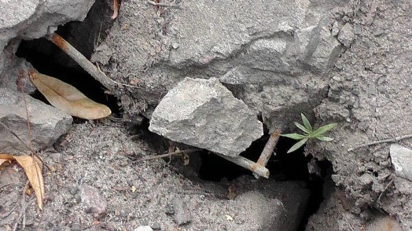 У Луцьку біля церкви покрали люки. ФОТО