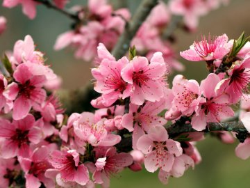 У місті на Волині висадили алею сакур. ФОТО