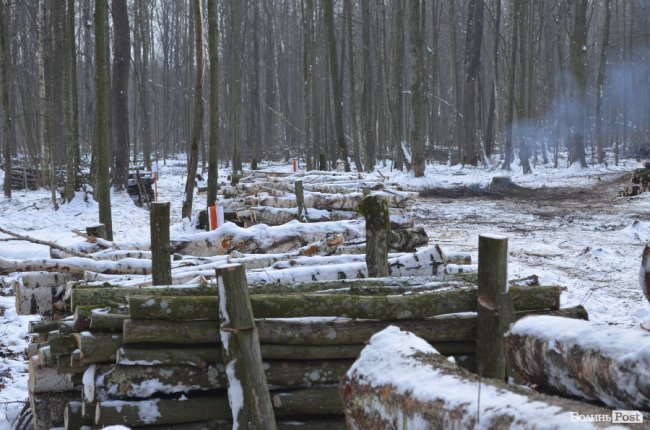 Жнива у зимовому лісі: як на Волині заготовляють деревину. ФОТО