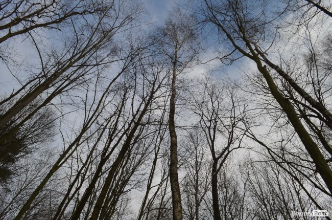 Жнива у зимовому лісі: як на Волині заготовляють деревину. ФОТО