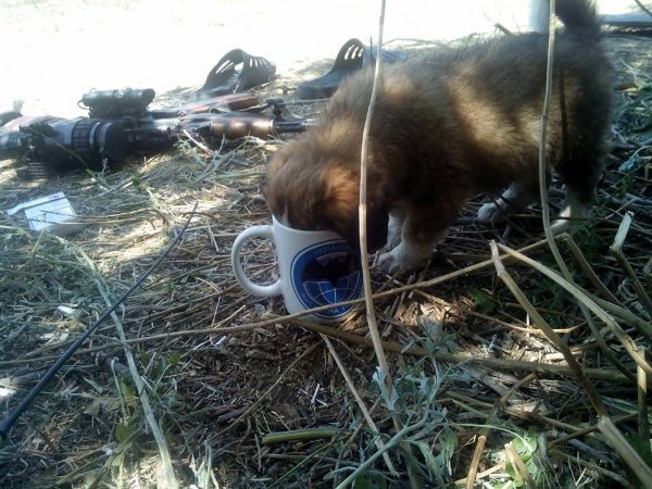 Зворушливі фото з передової: фронтові улюбленці солдатів. ФОТО