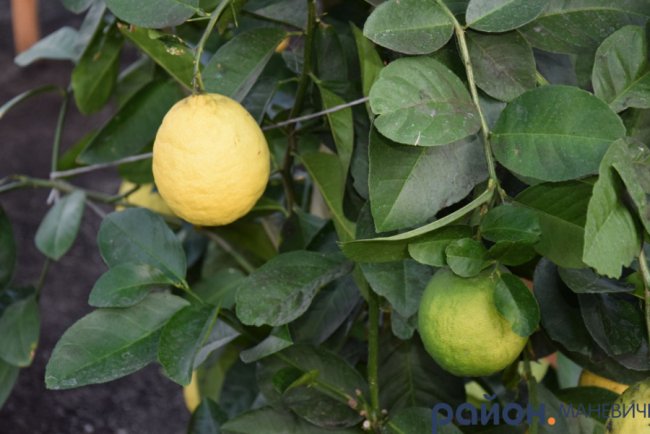 У теплицях лісового господарства на Волині дозріває пів сотні кущів лимонів. ФОТО