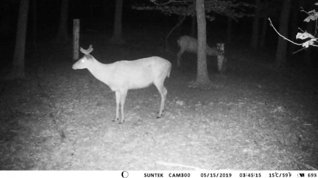 У волинських лісах завдяки відеокамерам знімають унікальні кадри з життя звірів