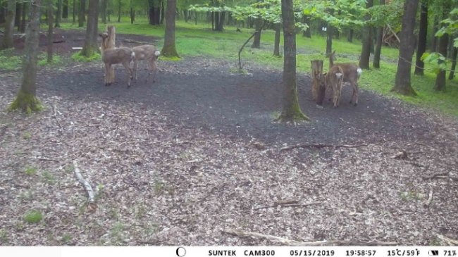 У волинських лісах завдяки відеокамерам знімають унікальні кадри з життя звірів