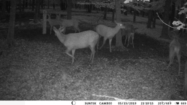 У волинських лісах завдяки відеокамерам знімають унікальні кадри з життя звірів