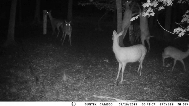 У волинських лісах завдяки відеокамерам знімають унікальні кадри з життя звірів