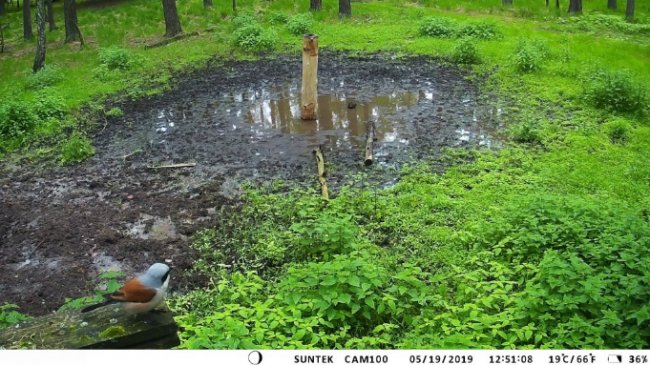 У волинських лісах завдяки відеокамерам знімають унікальні кадри з життя звірів