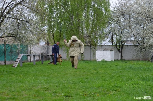 Як живуть та тренуються службові собаки. ФОТО