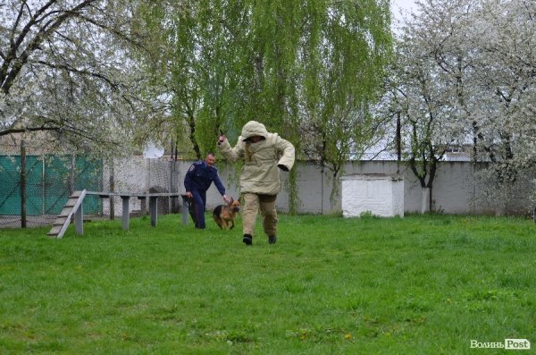 Як живуть та тренуються службові собаки. ФОТО