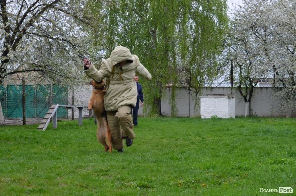 Як живуть та тренуються службові собаки. ФОТО