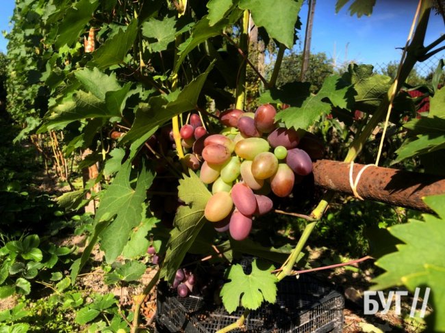 Волинянка вирощує приблизно пів сотні сортів винограду біля свого дому 