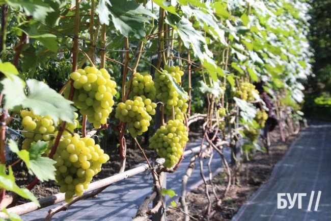 Волинянка вирощує приблизно пів сотні сортів винограду біля свого дому 