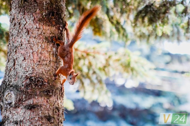 Руда пухнаста красуня з Шацька позувала луцькому фотографу