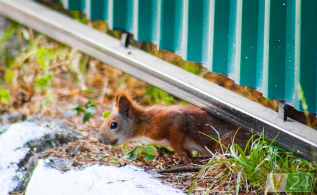 Руда пухнаста красуня з Шацька позувала луцькому фотографу