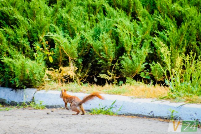 Руда пухнаста красуня з Шацька позувала луцькому фотографу