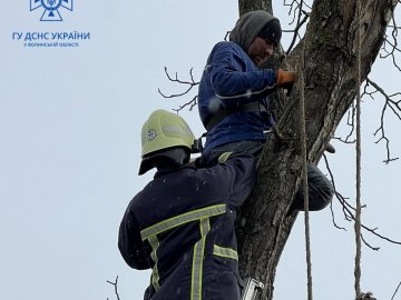 Чоловік обрізав гілки на дереві і застряг: викликали рятувальників. ФОТО