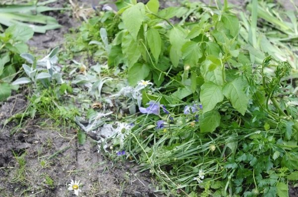 Мешканці багатоповерхівки скаржаться на комунальників, які зруйнували квітник. ФОТО