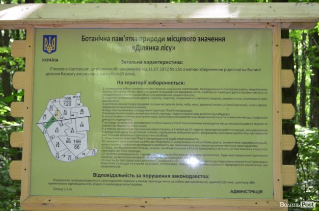 Коркове дерево та величні дуби: як на Волині приживаються «незвичні» дерева
