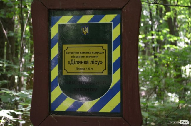 Коркове дерево та величні дуби: як на Волині приживаються «незвичні» дерева