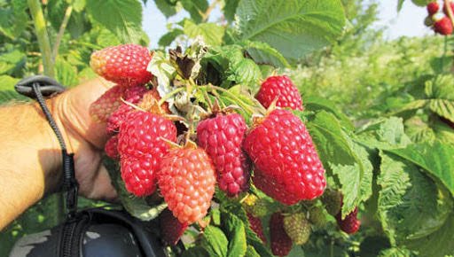 Формула успіху «ягідних» фермерів із Каменя-Каширського.ФОТО