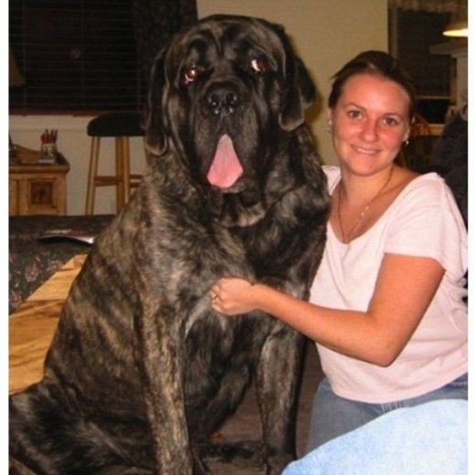 Брати наші більші