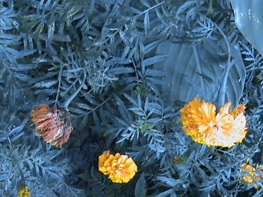 Прем’єра бабиного літа у закуточках мого саду! :)