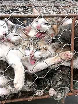 Тим, хто мріє про шубу