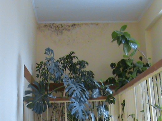 «Хрестовий похід» по «зниклим» дитсадкам міста! Маразм та самоуправство міської влади Луцька!  Частина 2.