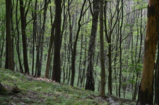 Волинські революціонери вшанували Героїв УПА. ФОТО