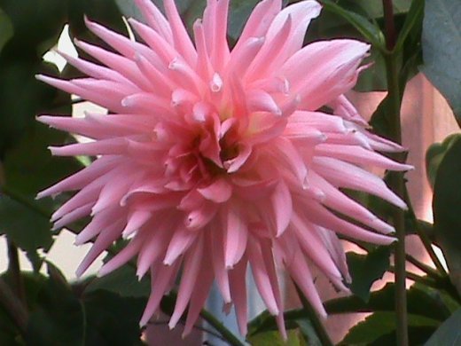 Прем’єра бабиного літа у закуточках мого саду! :)