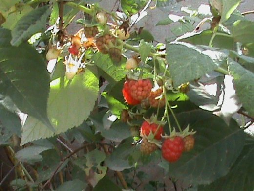 Прем’єра бабиного літа у закуточках мого саду! :)