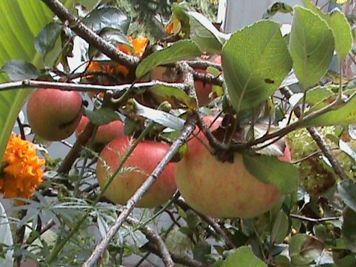 Прем’єра бабиного літа у закуточках мого саду! :)