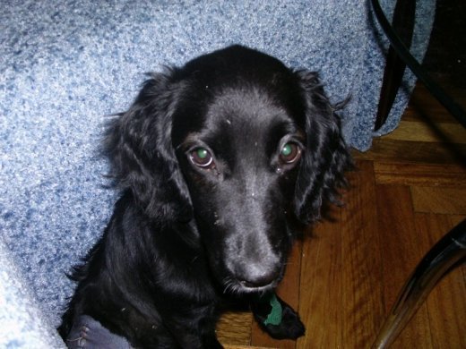 Саманта чекає на доброго господаря. ФОТО