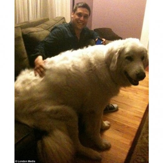 Брати наші більші