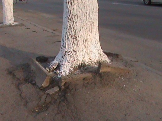 Спецоперація «облагородження міста» по-луцьки!