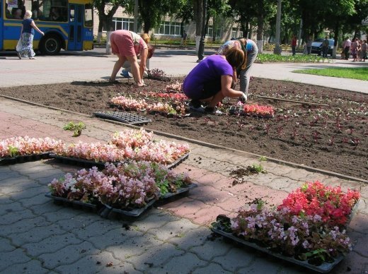 У Луцьку облаштовують квіткові алеї