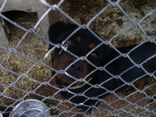 Саманта чекає на доброго господаря. ФОТО